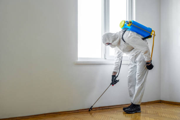 Best Local Pest Control Services  in Avalon, CA