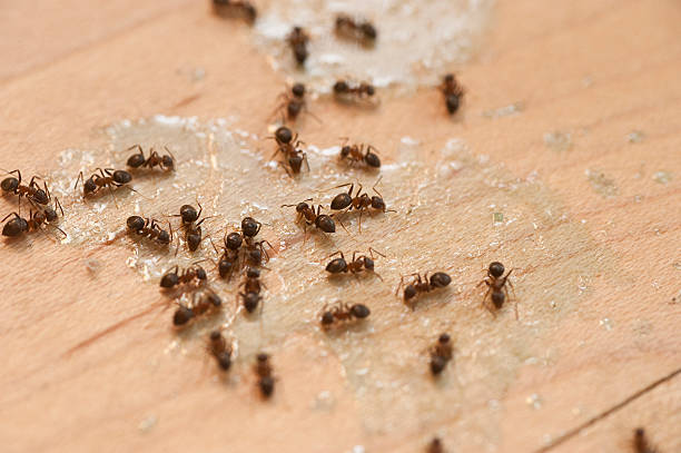 Best Bed Bug Extermination  in Avalon, CA