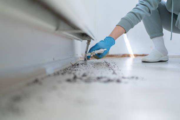 Pest Prevention Services in Avalon, CA